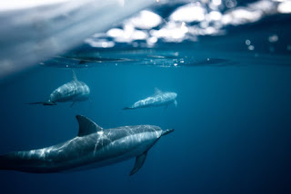 Can Fish See Water