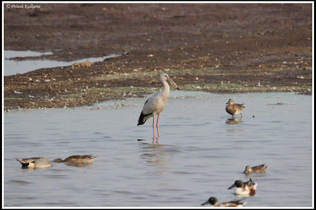 Open billed stork at Bhigwan