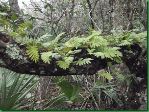 Gamble Rogers Nature Walk 017