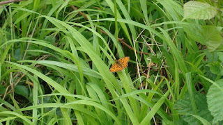 Boloria (Clossiana) selene DSC54428