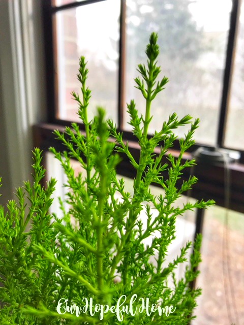 lemon cypress green leaves window