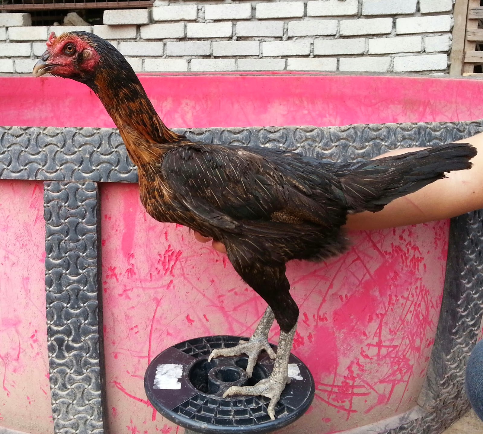 Ayam sabung utara: INDUK JANTAN / BETINA 4 SALE