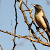 Rosy Starling