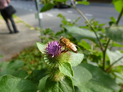 Arctium minus