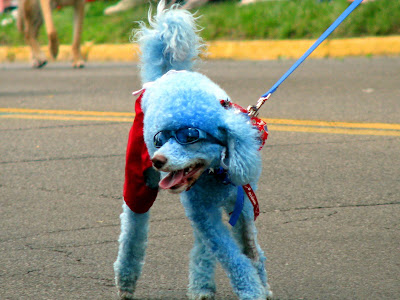 Blue Poodle Picture
