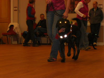 Picture of Rudy in harness, beside me - doing the command forward (he is quite happy... and has his tongue hanging out!)