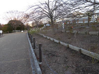 打上川治水緑地　バラの花壇