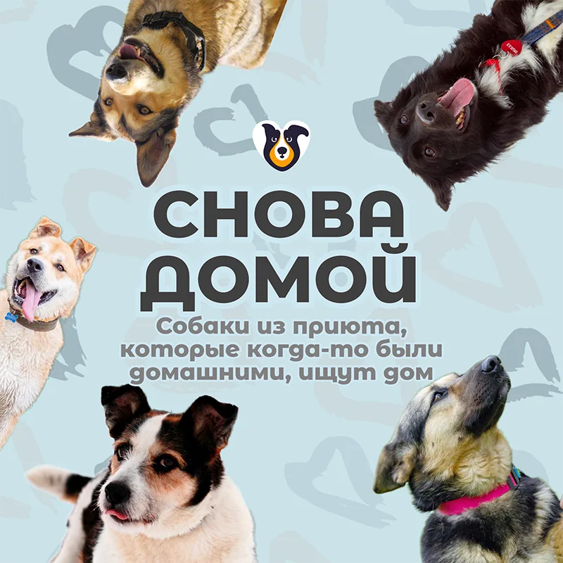 СНОВА ДОМОЙ - собаки, которые когда-то были домашними, ищут дом | Приют Щербинка для бездомных животных (собак), Бутово, Москва, ЮЗАО