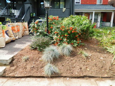 Palmerston Little Italy Front Yard Garden Cleanup after by Paul Jung Gardening Services Toronto