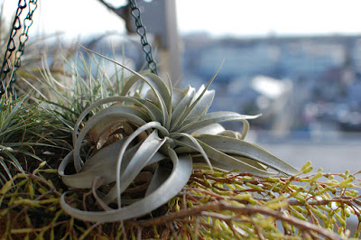 Tillandsia xerographica care - The King of Air Plants