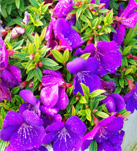 Tibouchina