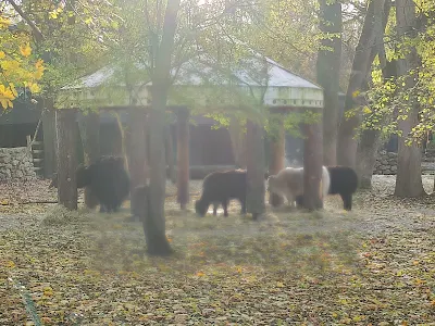 ヘラブルン動物園の牛
