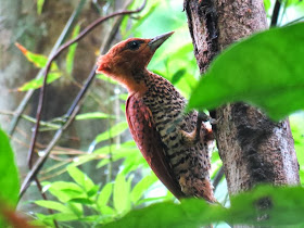 Carpintero canelo Celeus loricatus