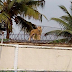 Can this be true?  A lion was spotted in Ikorodu, Lagos yesterday? (photo)