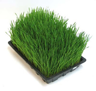 wheatgrass