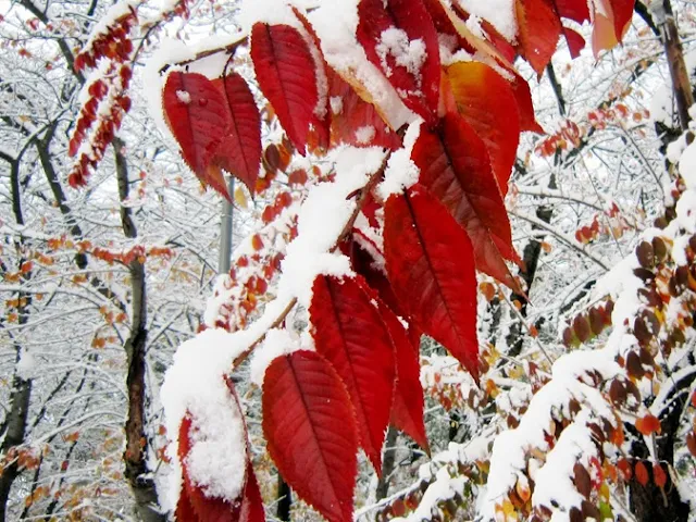 雪を冠った桜の紅葉