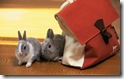 rabbit 24 desktop widescreen wallpaper