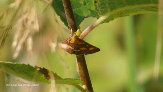 Pyrausta (Pyrausta) purpuralis DSC166331