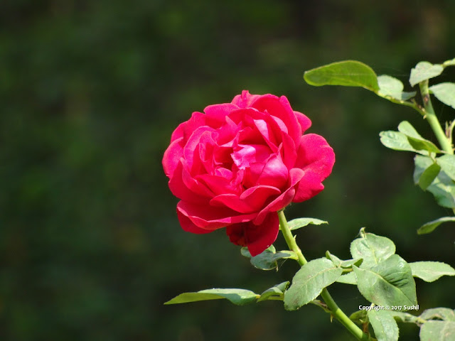 Flowers in the lawn of the Tipu Sultan's Summer Palace