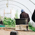 Equipments You’ll Need For A More Productive Greenhouse