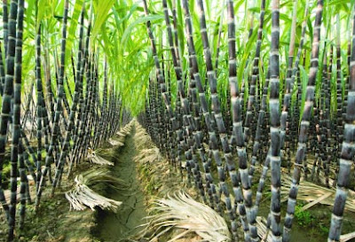  Sugarcane Image