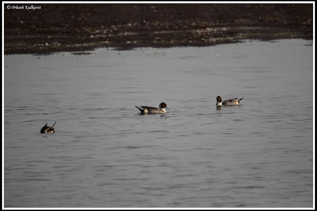 Northern pintail duck at Bhigwan