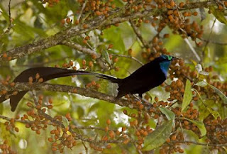 Princess Stephanie’s Astrapia (Astrapia Stephaniae)