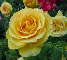 Hd Images Of Yellow Rose 25