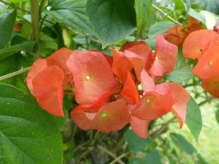 Chapeau chinois rouge - Coupe et saucière - Fleur parasol - Holmskioldia sanguinea