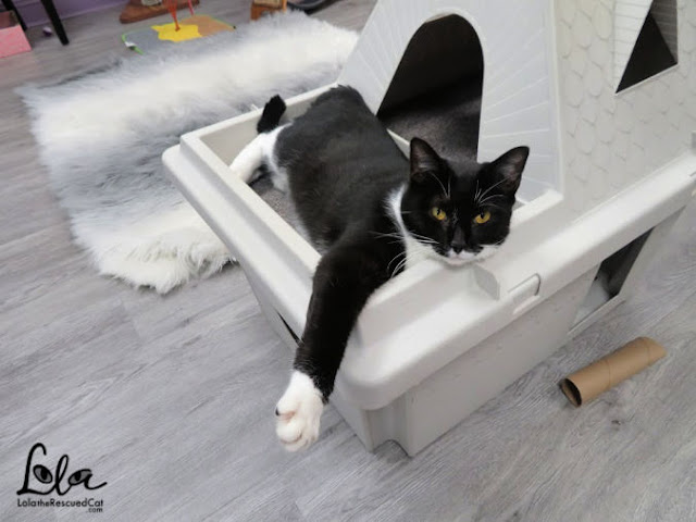 purrsonal space |cat cafes