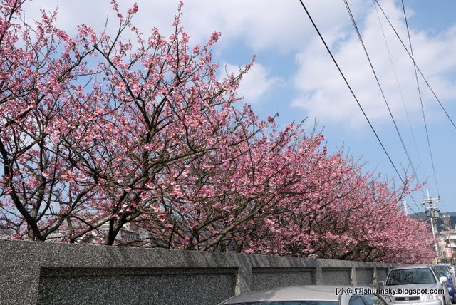 2011台北陽明山櫻花開