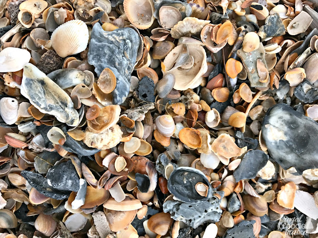 If you happen to be into shelling and shark tooth hunting, then Amelia Island's beaches will be an absolute treasure trove for you and your family.