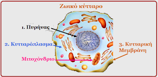 Παίζω και μαθαίνω: Το κύτταρο