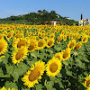 Bunga Matahari Bergerak : Girasole Stok Video Girasole Rekaman Bebas Royalti Depositphotos / Savesave bunga matahari bergerak mengikuti cahaya matahari for later.