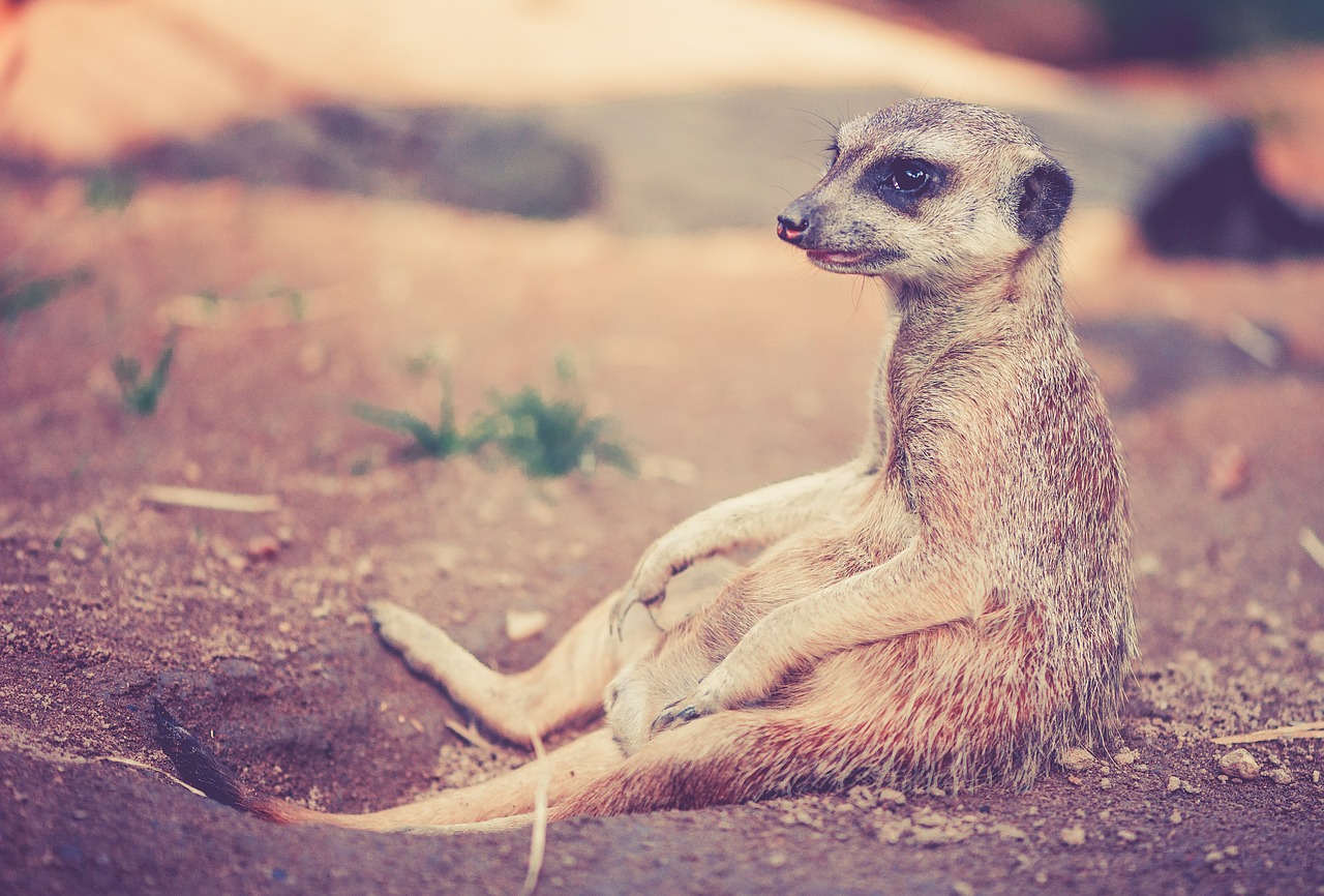 Zoo Named Cockroaches After People's Exes And Fed Them To Meerkats On Valentine’s Day