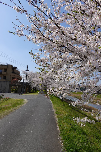 法勝寺川桜並木道　ソメイヨシノ桜