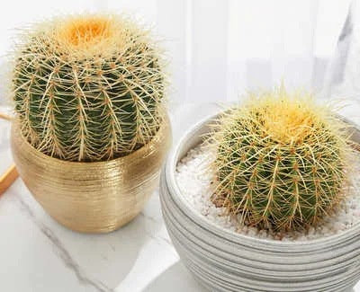 วิธีเลี้ยง ต้นกระบองเพชร Cactus แคคตัส ต้นตะบองเพชร