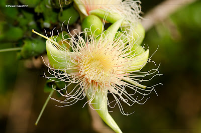 Wild guava ( Careya arborea ), Kumbha 