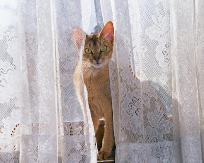 Beautiful Cats -HD Wallpaper-1280x1024-08