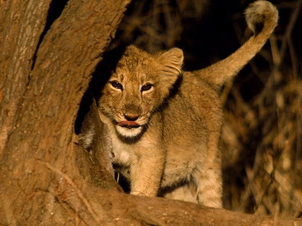 small baby lion