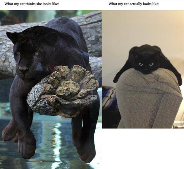 funny-animals-222-2015-08-22-20-18.jpg