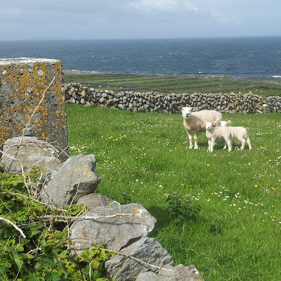 This family of sheep has an enviable daily view of the Atlantic. County Clare, Ireland. Photo by Elena Rosenberg.