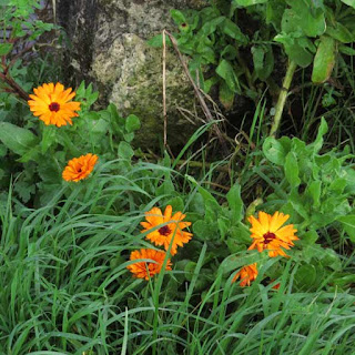 Calendula officinalis 