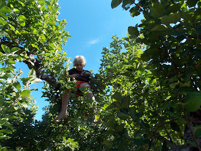 one of the grandsons in an apple tree