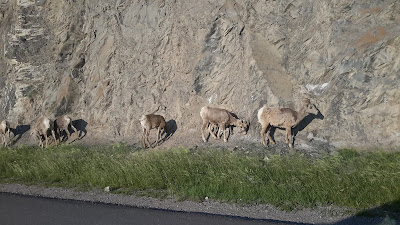 animals in Jasper National Park