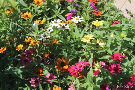 Profusuion Zinnias