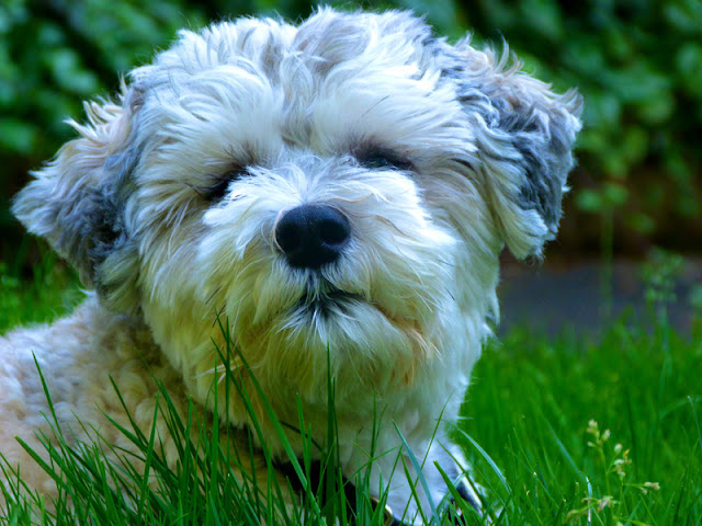 A cute little white dog in the grass, to illustrate an  interview with Dr. Marty Becker