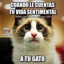 Cuando le cuentas tu vida sentimental a tu gato