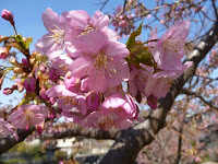 何の変哲もないコンクリート護岸の味気ない水路に、河津桜を植えたという。