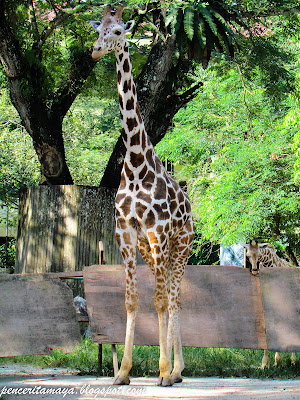 Ini cerita saya : Jom ke Zoo Negara